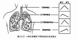 呼吸音