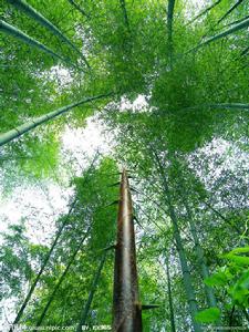 藥山村[湖南省津市市藥山鎮藥山村]