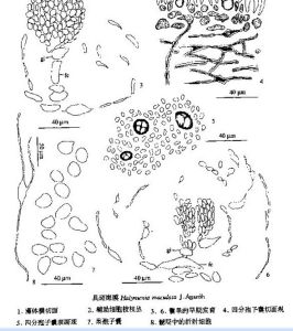 具斑海膜