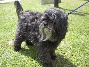 西藏梗 Tibetan Terrier