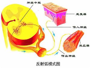 反射弧[反射的基本結構]