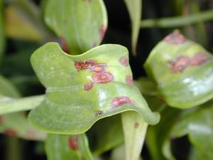 （圖）植物病理