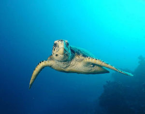 Hawksbill sea turtle