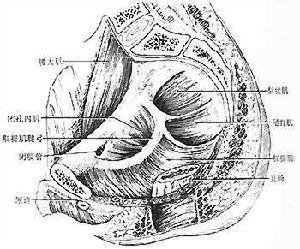 盆底綜合徵