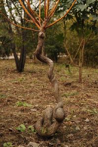 非洲蛇樹