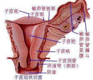 功能失調性子宮出血病