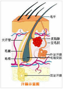 頂泌汗腺