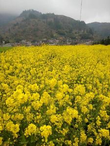 貴州省普安縣江西坡鎮下山村