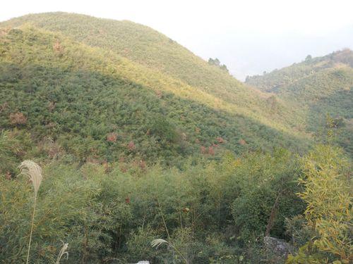 雪峰山原生態小山竹林