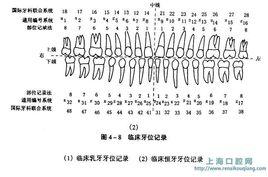 牙位表示法