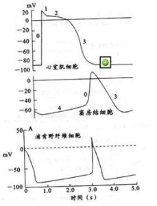 去極化