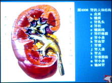 肝硬化性腎損害