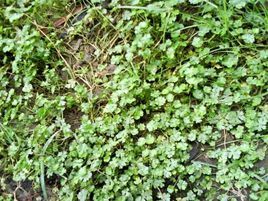 Hydrocotyle sibthorpioides