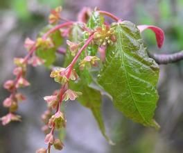 長葉疏花槭（變種）