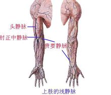 貴要靜脈位置