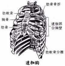 連枷胸