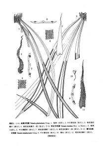 帶狀書帶蕨