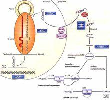 micro RNA