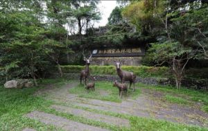 知本國家森林遊樂區