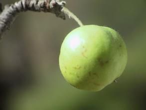 新疆野蘋果