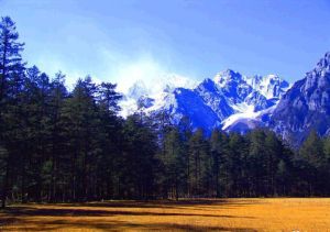 玉龍雲杉坪