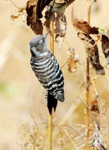 （圖）小星頭啄木鳥