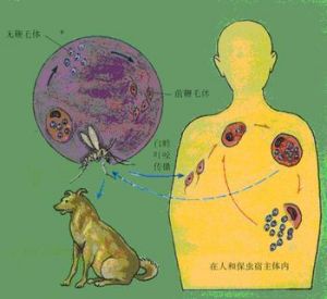 肺吸蟲病是人畜共患寄生蟲病