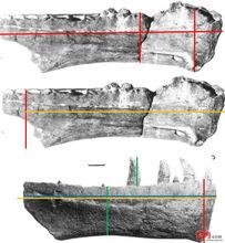 南方巨獸龍（上）和魁紂龍（下）齒骨