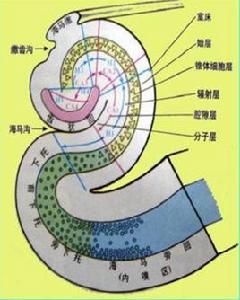 記憶[人類思維中信息內容的儲備與使用過程]