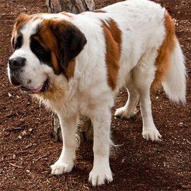 St. Bernard (dog)