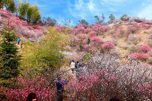 梅花山