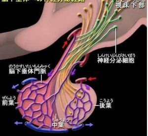 高泌乳血症