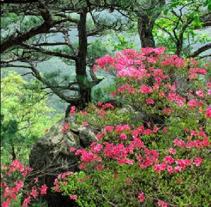 黃柏山