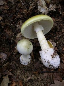 Amanita