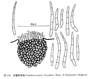 連翹假尾孢