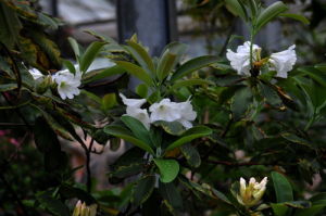 高山白花杜鵑