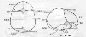 後囟穿刺術