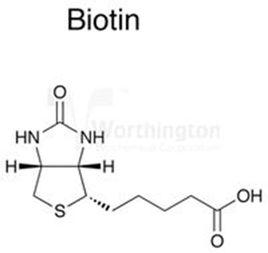 抗生物素蛋白