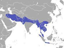 Small Asian Mongoose area