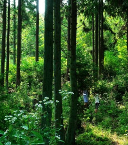 重慶黃水國家森林公園