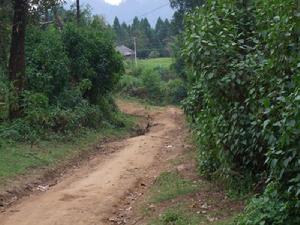 進村道路