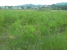 後寨村[福建省漳州市薌城區天寶鎮下轄村]