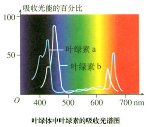 吸收光譜