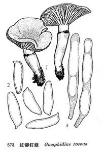 圖 573 紅鉚釘菇 : 1. 子實體， 2. 孢子， 3.褶側囊體