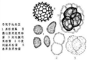 黑粉菌目