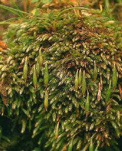 Plagiobryum zieri Lindb. 平蒴蘚