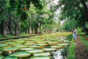 潘波莫西斯花園