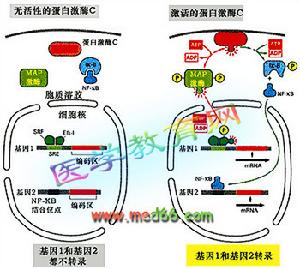 蛋白激酶C激活特定基因轉錄的兩種途徑