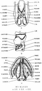 生理語音學