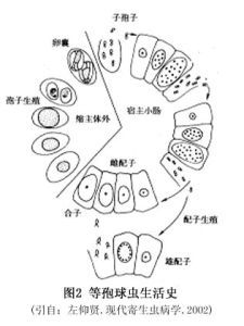 等孢球蟲屬